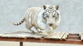 Profepa clausura Animal Experience, asegura nueve animales y espera la necropsia del tigre Kenzo: la procuradora detalla el disparo