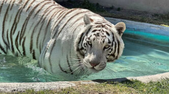 Kenzo, el tigre de Bengala blanco que escapó de Tepetlaoxtoc, muere baleado durante el operativo de rescate