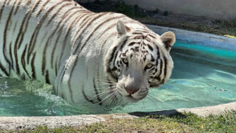Kenzo, el tigre de Bengala blanco que escapó de Tepetlaoxtoc, muere baleado durante el operativo de rescate