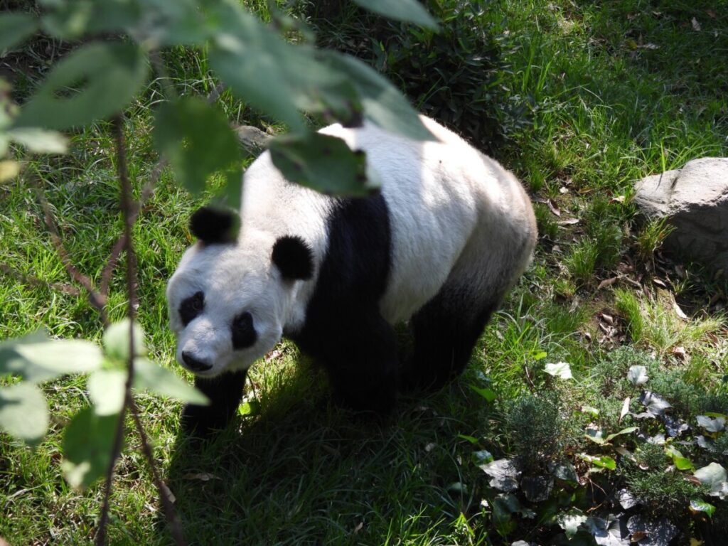 Xin Xin cumplió 36 años: el sábado Chapultepec festeja a la última panda gigante de Latinoamérica