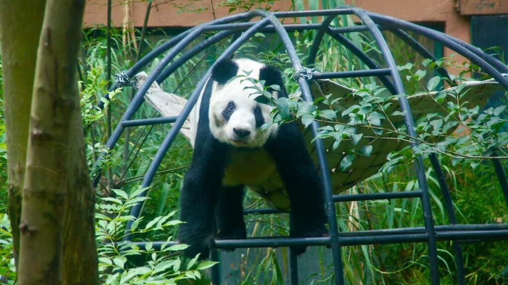 Xin Xin cumplió 36 años: el sábado Chapultepec festeja a la última panda gigante de Latinoamérica