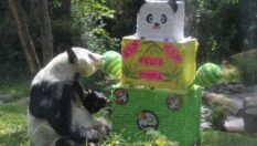 Xin Xin cumplió 36 años: el sábado Chapultepec festeja a la última panda gigante de Latinoamérica