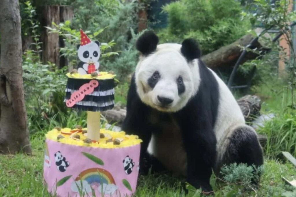 Xin Xin cumplió 36 años: el sábado Chapultepec festeja a la última panda gigante de Latinoamérica