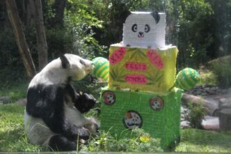 Xin Xin cumplió 36 años: el sábado Chapultepec festeja a la última panda gigante de Latinoamérica