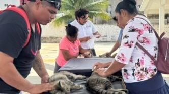 IMPULSA ANA PATY PERALTA JORNADA “CERO SOBREPOBLACIÓN ANIMAL DE RAÍZ” PARA EL BIENESTAR ANIMAL• 150 perros y gatos del fraccionamiento Tierra Maya, fueron esterilizados gratuitamen
