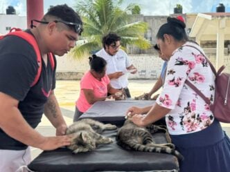 IMPULSA ANA PATY PERALTA JORNADA “CERO SOBREPOBLACIÓN ANIMAL DE RAÍZ” PARA EL BIENESTAR ANIMAL• 150 perros y gatos del fraccionamiento Tierra Maya, fueron esterilizados gratuitamen